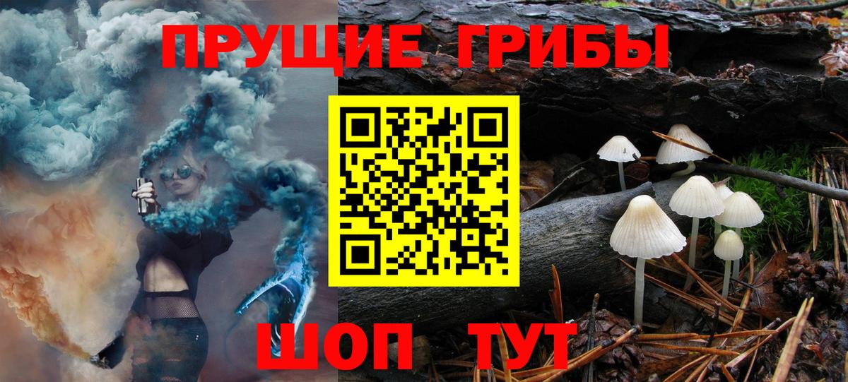 Псилоцибиновые грибы Psilocybine cubensis Всеволожск